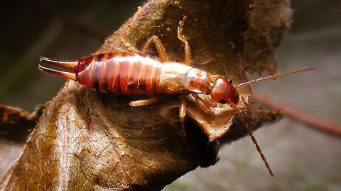 Apterygidae media Female (HD) Found her hiding in the old curled-up leaf she's sitting on, posing for the picture :o) Apterygida,Apterygida media,Dermaptera,Forficulidae,Geotagged,Netherlands,nl: Parkoorworm