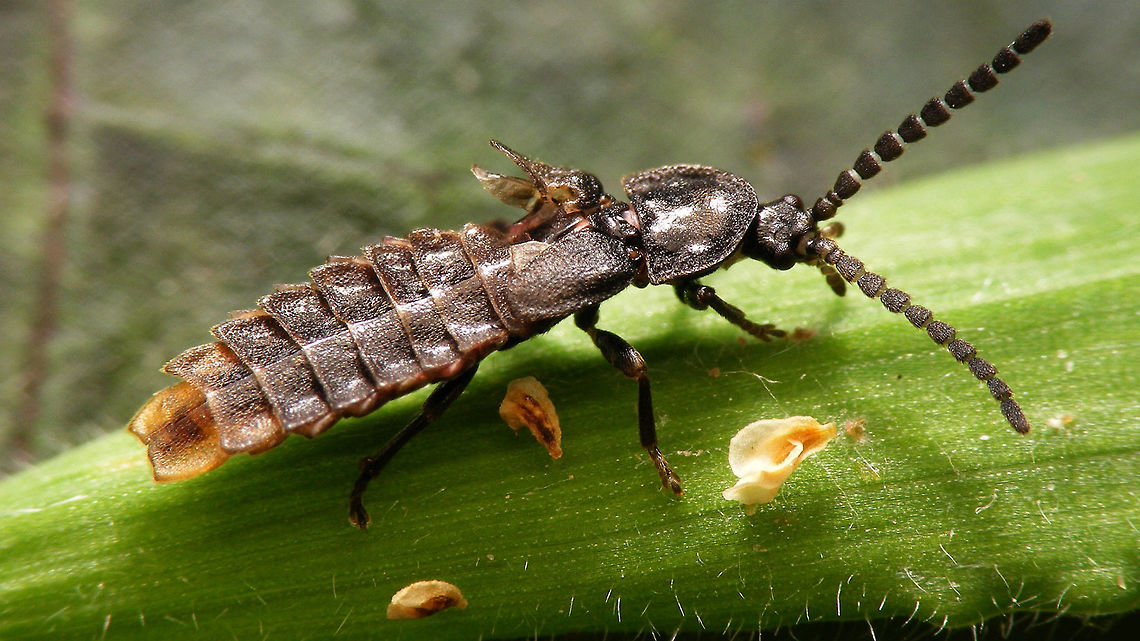 Phosphaenus hemipterus - male (damaged) This little male glowworm may have had a close encounter with some predator but got away? :o) Coleoptera,Geotagged,Lampyridae,Netherlands,Phosphaenus,Phosphaenus hemipterus,glowworm,lesser glow worm,short-winged firefly