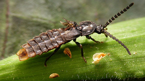 Phosphaenus hemipterus - male (damaged) This little male glowworm may have had a close encounter with some predator but got away? :o) Coleoptera,Geotagged,Lampyridae,Netherlands,Phosphaenus,Phosphaenus hemipterus,glowworm,lesser glow worm,short-winged firefly