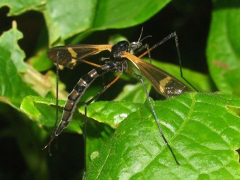 Hexatoma (Eriocera) sp. - Java Tangkuban Perahu Indonesia, Java, Tangkuban Perahu, 2010-08-11 Diptera,Hexatoma,Hexatoma (Eriocera) sp.,Indonesia,Java,Limoniid Crane Fly,Limoniidae,Nematocera,Tipuloidea
