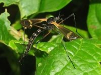 Hexatoma (Eriocera) sp. - Java Tangkuban Perahu Indonesia, Java, Tangkuban Perahu, 2010-08-11 Diptera,Hexatoma,Hexatoma (Eriocera) sp.,Indonesia,Java,Limoniid Crane Fly,Limoniidae,Nematocera,Tipuloidea