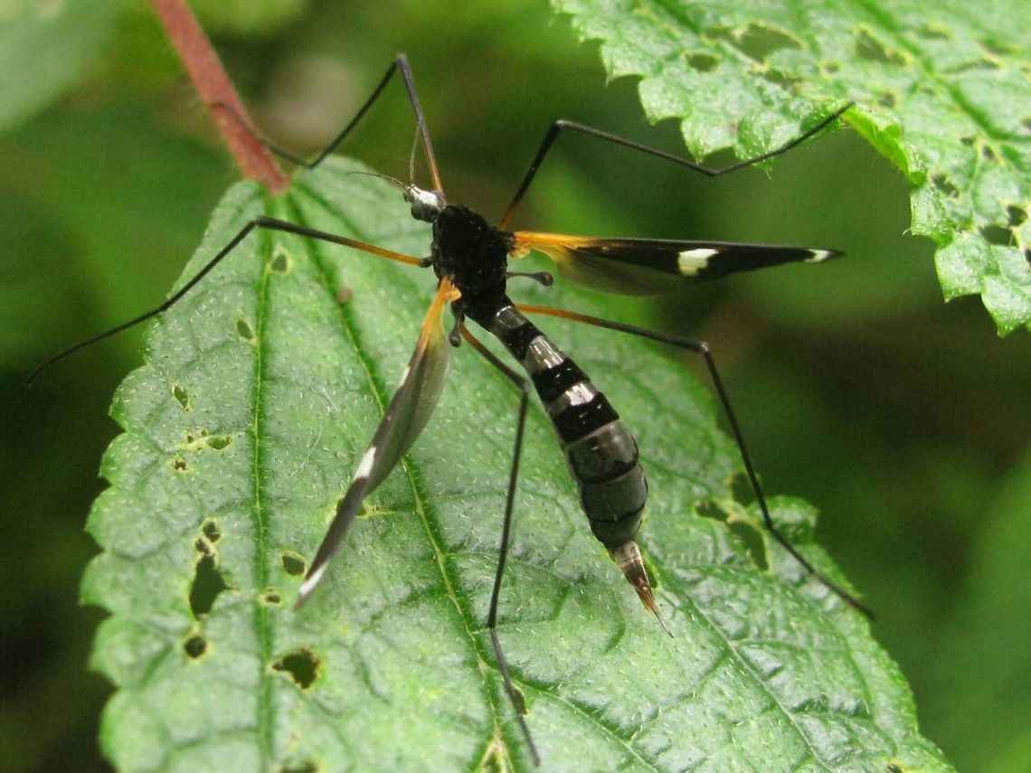 Hexatoma (Eriocera) sp. - Java  Puncak pass Indonesia, Java, Puncak Pass, 2010-08-09 Diptera,Hexatoma,Hexatoma (Eriocera) sp.,Indonesia,Java,Limoniid Crane Fly,Limoniidae,Nematocera,Tipuloidea