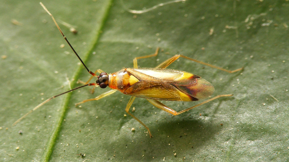 Campyloneura virgula When I tried to wipe a spec of my glasses today, the spec was moved to the side ... tried again ... but couldn&#039;t get it off. Then I saw it moving :o) ...<br />
A small Mirid bug of the tribe Dicyphini, very common in the Netherlands but still missing on JD so I put it on a leaf and shot some pix ...  Bryocorinae,Campyloneura,Campyloneura virgula,Dicyphini,Hemiptera,Heteroptera,Miridae