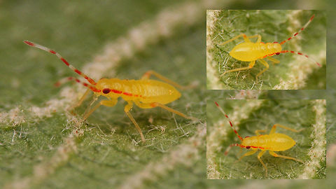 Campyloneura virgula - Nymph Figured I might as well add the nymph too - early instar this one, but the colour pattern stays the same ...
Here is the imago: https://www.jungledragon.com/image/51674/campyloneura_virgula.html Bryocorinae,Campyloneura,Campyloneura virgula,Dicyphini,Hemiptera,Heteroptera,Miridae,Nymph
