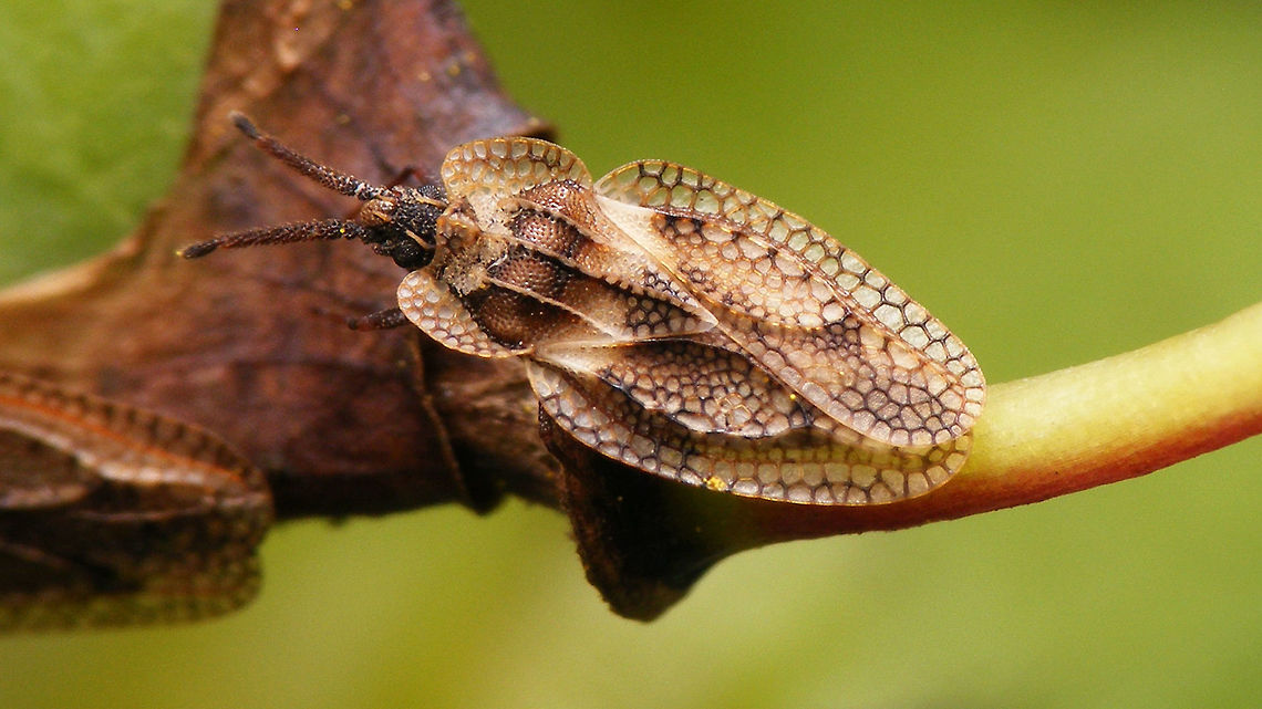 Dictyonota fuliginosa Found a few of these on broom yesterday - new species for me and missing on JD too, so here it is :o) Dictyonota,Dictyonota fuliginosa,Geotagged,Heteroptera,Lacebug,Netherlands,Tingidae
