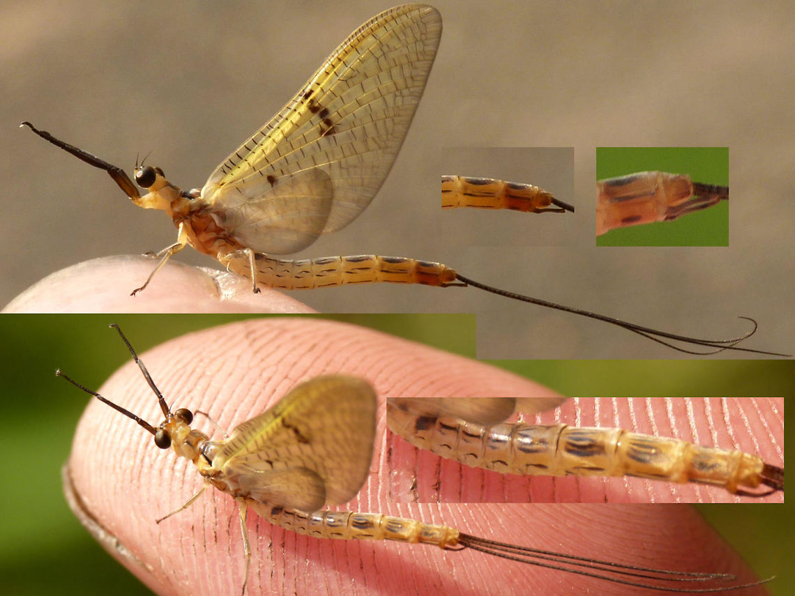 Ephemera lineata - collage  Ephemera,Ephemera lineata,Ephemeridae,Ephemeroptera,Mayfly