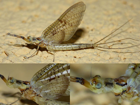 Ephemera glaucops - collage  Ephemera,Ephemera glaucops,Ephemeridae,Ephemeroptera,Mayfly