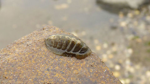 Lepidochitona cinerea Some sources mention that we only have this one species in the Netherlands ("Asgrauwe Keverslak"), but others list at least three or four. I have no idea about identification of this group, so any correction is very welcome :o)
Update: Yes we have two more species, but this is Lepidochitona cinerea alright
Dutch descriptions of all three here: http://www.anemoon.org/flora-en-fauna/soorteninformatie/categoryid/2  Acanthochitonina,Chiton,Chitonida,Common chiton,Geotagged,Gray chiton,Lepidochitona,Lepidochitona cinerea,Lepidochitonidae,Mollusca,Mopalioidea,Neoloricata,Netherlands,Polyplacophora