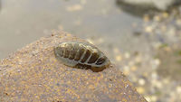 Lepidochitona cinerea Some sources mention that we only have this one species in the Netherlands ("Asgrauwe Keverslak"), but others list at least three or four. I have no idea about identification of this group, so any correction is very welcome :o)<br />
Update: Yes we have two more species, but this is Lepidochitona cinerea alright<br />
Dutch descriptions of all three here: http://www.anemoon.org/flora-en-fauna/soorteninformatie/categoryid/2  Acanthochitonina,Chiton,Chitonida,Common chiton,Geotagged,Gray chiton,Lepidochitona,Lepidochitona cinerea,Lepidochitonidae,Mollusca,Mopalioidea,Neoloricata,Netherlands,Polyplacophora