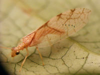 Micromus lanosus for Jivko :o) Horrible image of Micromus lanosus (I must have misplaced the better series of images) just to indicate the difference in wing veination vs. Micromus angulatus to help explain with the ID on this one:<br />
https://www.jungledragon.com/image/52042/brown_lacewing_-_hemerobiidae.html Hemerobiidae,Micromus,Micromus lanosus,Neuroptera