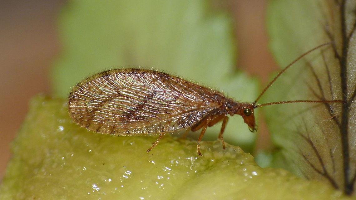 Micromus angulatus Example of Micromus angulatus.<br />
ID characters here:<br />
<figure class="photo"><a href="https://www.jungledragon.com/image/52130/micromus_angulatus_id.html" title="Micromus angulatus ID"><img src="https://s3.amazonaws.com/media.jungledragon.com/images/3043/52130_thumb.jpg?AWSAccessKeyId=05GMT0V3GWVNE7GGM1R2&Expires=1759968010&Signature=lLkjuDCuPmEN8dNwwXMMyTWjAAw%3D" width="200" height="150" alt="Micromus angulatus ID Some characters to identify Micromus angulatus.<br />
Full view of critter here:<br />
https://www.jungledragon.com/image/52128/micromus_angulatus.html Hemerobiidae,Micromus,Micromus angulatus,Neuroptera" /></a></figure> Hemerobiidae,Micromus,Micromus angulatus,Neuroptera
