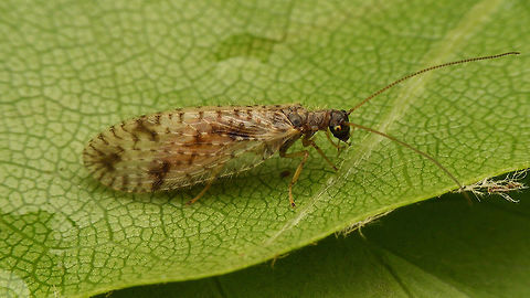 Micromus variegatus The smallest of our Micromus species, readily identifiable by the very narrow wings and distinctive pattern with big the black spots in these fixed locations. Brown lacewing,Hemerobiidae,Micromus,Micromus variegatus,Neuroptera