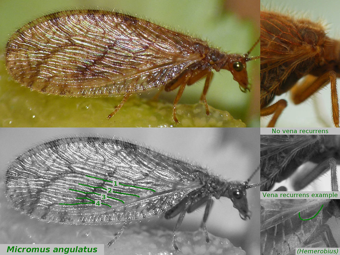 Micromus angulatus ID Some characters to identify Micromus angulatus.<br />
Full view of critter here:<br />
<figure class="photo"><a href="https://www.jungledragon.com/image/52128/micromus_angulatus.html" title="Micromus angulatus"><img src="https://s3.amazonaws.com/media.jungledragon.com/images/3043/52128_thumb.jpg?AWSAccessKeyId=05GMT0V3GWVNE7GGM1R2&Expires=1769040010&Signature=60B9PAIAvGkiWSqK17TM50BWT2E%3D" width="200" height="114" alt="Micromus angulatus Example of Micromus angulatus.<br />
ID characters here:<br />
https://www.jungledragon.com/image/52130/micromus_angulatus_id.html Hemerobiidae,Micromus,Micromus angulatus,Neuroptera" /></a></figure> Hemerobiidae,Micromus,Micromus angulatus,Neuroptera