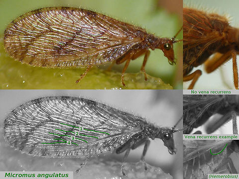 Micromus angulatus ID Some characters to identify Micromus angulatus.
Full view of critter here:
https://www.jungledragon.com/image/52128/micromus_angulatus.html Hemerobiidae,Micromus,Micromus angulatus,Neuroptera