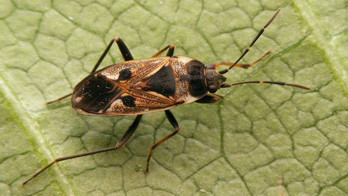 Rhyparochromus vulgaris First recorded in the Netherlands around 1987, but widely established now, especially in the Southeast, which reflects the distribution in the Palearctic, east to Mongolia and Korea, south to Algeria and Morocco. Adventive in the North Americas. Geotagged,Hemiptera,Heteroptera,Lygaeidae,Netherlands,Rhyparochromidae,Rhyparochrominae,Rhyparochromini,Rhyparochromus,Rhyparochromus vulgaris,nl: Gewone rookwants