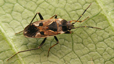 Rhyparochromus vulgaris First recorded in the Netherlands around 1987, but widely established now, especially in the Southeast, which reflects the distribution in the Palearctic, east to Mongolia and Korea, south to Algeria and Morocco. Adventive in the North Americas. Geotagged,Hemiptera,Heteroptera,Lygaeidae,Netherlands,Rhyparochromidae,Rhyparochrominae,Rhyparochromini,Rhyparochromus,Rhyparochromus vulgaris,nl: Gewone rookwants