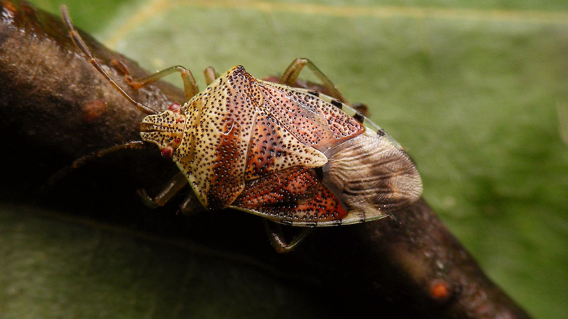 Elasmucha grisea Had this one prepared for some other purpose, but might as well add it here as my previous images were old/bad images just for the purpose of showing maternal care :o)<br />
Below, same animal a week before:<br />
<figure class="photo"><a href="https://www.jungledragon.com/image/53242/elasmucha_grisea_-_last_instar_nymph.html" title="Elasmucha grisea - last instar nymph"><img src="https://s3.amazonaws.com/media.jungledragon.com/images/3043/53242_thumb.jpg?AWSAccessKeyId=05GMT0V3GWVNE7GGM1R2&Expires=1759968010&Signature=kH807DagJj56OVJODU2Nm%2F5AjXI%3D" width="200" height="114" alt="Elasmucha grisea - last instar nymph Last (5th) instar nymph of species Elasmucha grisea, resulting in the imago below:<br />
https://www.jungledragon.com/image/53209/elasmucha_grisea.html  Acanthosomatidae,Elasmucha,Elasmucha grisea,Heteroptera,Jane&#039;s garden,Netherlands,Nymph,Parent bug,Pentatomoidea,nl: Gewone kielwants" /></a></figure> Acanthosomatidae,Elasmucha,Elasmucha grisea,Geotagged,Heteroptera,Jane's garden,Netherlands,Parent bug,Pentatomoidea,nl: Gewone kielwants