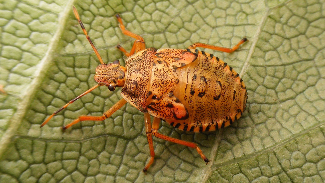 Arma custos - L5 nearly done Last instar nymph of Shield Bug species Arma custos, only hours before shedding into adulthood.<br />
Ventral view of the same nymph here (note the strong rostrum of this predatory species): <figure class="photo"><a href="https://www.jungledragon.com/image/53213/arma_custos_l5_ventral.html" title="Arma custos L5 ventral"><img src="https://s3.amazonaws.com/media.jungledragon.com/images/3043/53213_thumb.jpg?AWSAccessKeyId=05GMT0V3GWVNE7GGM1R2&Expires=1767225610&Signature=agjhrDr%2F852OHJLWjqguF3dZHnA%3D" width="200" height="114" alt="Arma custos L5 ventral Ventral view of Arma custos nymph in image below. Note the very broad/strong rostrum used for attacking and holding other invertebrates, sometimes larger than the bug itself, that this species preys on.<br />
https://www.jungledragon.com/image/53211/arma_custos_l5.html  Arma,Arma custos,Asopinae,Hemiptera,Heteroptera,Nymph,Pentatomidae,nl: Snuitkeverschildwants" /></a></figure><br />
Resulting imago, only a few hours later: <figure class="photo"><a href="https://www.jungledragon.com/image/53214/arma_custos_-_somewhat_teneral.html" title="Arma custos - somewhat teneral"><img src="https://s3.amazonaws.com/media.jungledragon.com/images/3043/53214_thumb.jpg?AWSAccessKeyId=05GMT0V3GWVNE7GGM1R2&Expires=1767225610&Signature=8LKhrqa3X72l3MD3BaVN%2BepYiew%3D" width="200" height="114" alt="Arma custos - somewhat teneral Freshly moulted imago resulting from the nymph below. Images of nymph and imago were shot about 3 hours apart.<br />
https://www.jungledragon.com/image/53211/arma_custos_l5.html<br />
Ventral view of same bug here:<br />
https://www.jungledragon.com/image/53212/arma_custos_ventral.html  Arma,Arma custos,Asopinae,Hemiptera,Heteroptera,Pentatomidae,Teneral,nl: Snuitkeverschildwants" /></a></figure> Arma,Arma custos,Asopinae,Hemiptera,Heteroptera,Nymph,Pentatomidae,nl: Snuitkeverschildwants