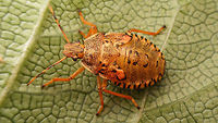Arma custos - L5 nearly done Last instar nymph of Shield Bug species Arma custos, only hours before shedding into adulthood.<br />
Ventral view of the same nymph here (note the strong rostrum of this predatory species): https://www.jungledragon.com/image/53213/arma_custos_l5_ventral.html<br />
Resulting imago, only a few hours later: https://www.jungledragon.com/image/53214/arma_custos_somewhat_teneral.html Arma,Arma custos,Asopinae,Hemiptera,Heteroptera,Nymph,Pentatomidae,nl: Snuitkeverschildwants