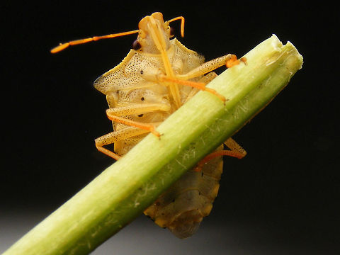 Arma custos - ventral Ventral view of Arma custos imago below:
https://www.jungledragon.com/image/53214/arma_custos_somewhat_teneral.html Arma,Arma custos,Asopinae,Hemiptera,Heteroptera,Pentatomidae,Teneral,nl: Snuitkeverschildwants
