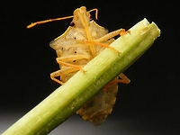 Arma custos - ventral Ventral view of Arma custos imago below:<br />
https://www.jungledragon.com/image/53214/arma_custos_somewhat_teneral.html Arma,Arma custos,Asopinae,Hemiptera,Heteroptera,Pentatomidae,Teneral,nl: Snuitkeverschildwants