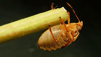 Arma custos L5 ventral Ventral view of Arma custos nymph in image below. Note the very broad/strong rostrum used for attacking and holding other invertebrates, sometimes larger than the bug itself, that this species preys on.<br />
https://www.jungledragon.com/image/53211/arma_custos_l5.html  Arma,Arma custos,Asopinae,Hemiptera,Heteroptera,Nymph,Pentatomidae,nl: Snuitkeverschildwants