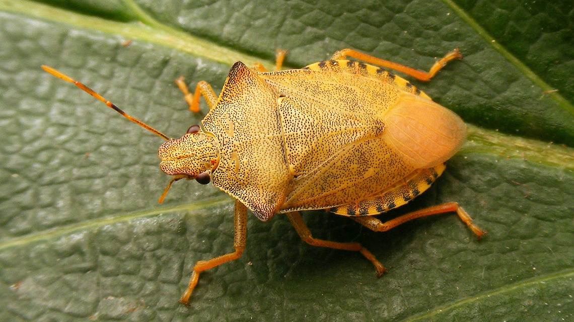 Arma custos - somewhat teneral Freshly moulted imago resulting from the nymph below. Images of nymph and imago were shot about 3 hours apart.<br />
<figure class="photo"><a href="https://www.jungledragon.com/image/53211/arma_custos_-_l5_nearly_done.html" title="Arma custos - L5 nearly done"><img src="https://s3.amazonaws.com/media.jungledragon.com/images/3043/53211_thumb.jpg?AWSAccessKeyId=05GMT0V3GWVNE7GGM1R2&Expires=1767225610&Signature=iWTx4HMbTkZAQ2Lr1kSHOqccz8A%3D" width="200" height="114" alt="Arma custos - L5 nearly done Last instar nymph of Shield Bug species Arma custos, only hours before shedding into adulthood.<br />
Ventral view of the same nymph here (note the strong rostrum of this predatory species): https://www.jungledragon.com/image/53213/arma_custos_l5_ventral.html<br />
Resulting imago, only a few hours later: https://www.jungledragon.com/image/53214/arma_custos_somewhat_teneral.html Arma,Arma custos,Asopinae,Hemiptera,Heteroptera,Nymph,Pentatomidae,nl: Snuitkeverschildwants" /></a></figure><br />
Ventral view of same bug here:<br />
<figure class="photo"><a href="https://www.jungledragon.com/image/53212/arma_custos_-_ventral.html" title="Arma custos - ventral"><img src="https://s3.amazonaws.com/media.jungledragon.com/images/3043/53212_thumb.jpg?AWSAccessKeyId=05GMT0V3GWVNE7GGM1R2&Expires=1767225610&Signature=37OoPQd5RJD7rgOK7LjxrevJiLw%3D" width="200" height="150" alt="Arma custos - ventral Ventral view of Arma custos imago below:<br />
https://www.jungledragon.com/image/53214/arma_custos_somewhat_teneral.html Arma,Arma custos,Asopinae,Hemiptera,Heteroptera,Pentatomidae,Teneral,nl: Snuitkeverschildwants" /></a></figure>  Arma,Arma custos,Asopinae,Hemiptera,Heteroptera,Pentatomidae,Teneral,nl: Snuitkeverschildwants