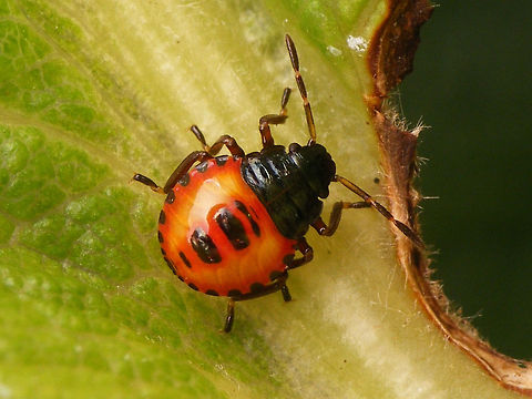 Arma custos - L3 early Arma custos 3rd instar nymph, early in this development stage.
Compare to later in same stage (different individual):
https://www.jungledragon.com/image/53222/arma_custos_-_l3_late.html Arma,Arma custos,Asopinae,Hemiptera,Heteroptera,Nymph,Pentatomidae,nl: Snuitkeverschildwants