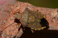 Arma custos - imago yellow Somewhat more yellowish coloured imago resulting from the nymph below:<br />
https://www.jungledragon.com/image/53220/arma_custos_-_last_instar.html Arma,Arma custos,Asopinae,Hemiptera,Heteroptera,Pentatomidae,nl: Snuitkeverschildwants