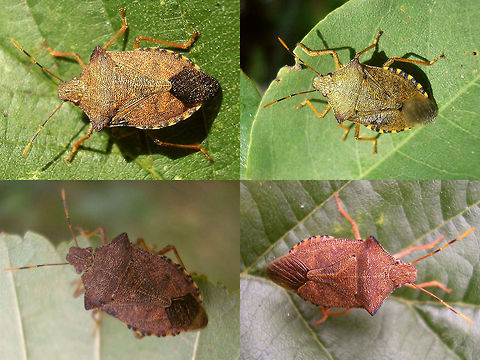 Arma custos - colours Rather old collage, but showing some colour variability of Arma custos imagos Arma,Arma custos,Asopinae,Hemiptera,Heteroptera,Pentatomidae,nl: Snuitkeverschildwants