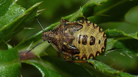 Arma custos - last instar Last (5th) instar nymph of Arma custos, about a week before moulting to imago (below)
https://www.jungledragon.com/image/53218/arma_custos_-_imago_yellow.html Arma,Arma custos,Asopinae,Hemiptera,Heteroptera,Pentatomidae,nl: Snuitkeverschildwants,nymph
