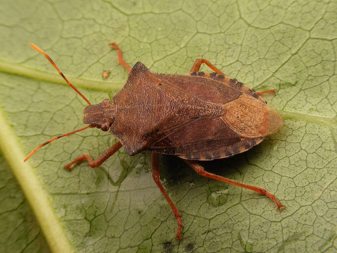 Arma custos - imago brown Brownish colour expression Arma,Arma custos,Asopinae,Hemiptera,Heteroptera,Pentatomidae,nl: Snuitkeverschildwants