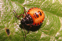 Arma custos - L3 late Arma custos 3rd instar nymph, later in this development stage.<br />
Compare to earlier in same stage (different individual):<br />
https://www.jungledragon.com/image/53217/arma_custos_-_l3_early.html Arma,Arma custos,Asopinae,Hemiptera,Heteroptera,Nymph,Pentatomidae,nl: Snuitkeverschildwants