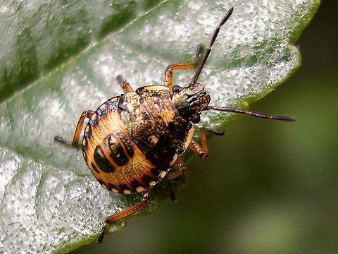 Arma custos - L4 Fourth instar nymph of Arma custos (remind me to shoot better images next year *rolleyes*) Arma,Arma custos,Asopinae,Hemiptera,Heteroptera,Nymph,Pentatomidae,nl: Snuitkeverschildwants