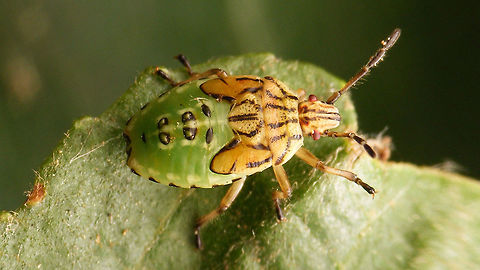 Elasmucha grisea - last instar nymph Last (5th) instar nymph of species Elasmucha grisea, resulting in the imago below:
https://www.jungledragon.com/image/53209/elasmucha_grisea.html  Acanthosomatidae,Elasmucha,Elasmucha grisea,Heteroptera,Jane's garden,Netherlands,Nymph,Parent bug,Pentatomoidea,nl: Gewone kielwants