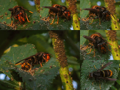 Vespa velutina forma nigrithorax This is the colour form "nigrithorax" of Vespa velutina that is slowly taking over Europe. Rather old images (2011 I think) from France. Today I read the first confirmed sighting for the Netherlands. Asian predatory wasp,Hymenoptera,Vespa,Vespa velutina,Vespidae,Vespoidea,invasive species