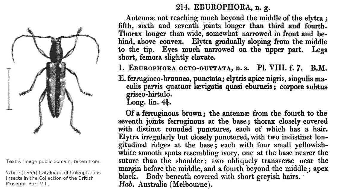 White 1855 Eburophora octoguttata Collage of original description for the genus Eburophora and the species Eburophora octoguttata by White (1855)<br />
Uploaded to contrast the "standard" pattern of markings with the specimen uploaded by Leuba Ridgway here:<br />
<figure class="photo"><a href="https://www.jungledragon.com/image/53848/spotted_longicorn_eburophora_octoguttata_-male.html" title="Spotted Longicorn (Eburophora octoguttata) -male"><img src="https://s3.amazonaws.com/media.jungledragon.com/images/2767/53848_thumb.jpg?AWSAccessKeyId=05GMT0V3GWVNE7GGM1R2&Expires=1769040010&Signature=A33TgzpwzFDCY91KCMv3U%2BXm70U%3D" width="200" height="148" alt="Spotted Longicorn (Eburophora octoguttata) -male An attractive dark brown longicorn with medium-length black antennae and thick femurs. Elytra had small pale yellow spots. The beetle would have been about 18 to 20 mm long.<br />
Spotted on black wattle (Acacia mearnsii) - in a national park.<br />
My thanks to WildFlower and Martin Lagerway for their help with the ID.<br />
Note that this particular specimen is a somewhat aberrant colour form with extra spots as compared to the usual "factory issue" Eburophora octoguttata. <br />
 Australia,Cerambycidae,Cerambycinae,Coleoptera,Deilini,Eburophora,Eburophora octoguttata,Geotagged,Spring" /></a></figure> Cerambycidae,Cerambycinae,Coleoptera,Deilini,Eburophora,Eburophora octoguttata