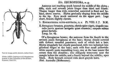 White 1855 Eburophora octoguttata Collage of original description for the genus Eburophora and the species Eburophora octoguttata by White (1855)
Uploaded to contrast the "standard" pattern of markings with the specimen uploaded by Leuba Ridgway here:
https://www.jungledragon.com/image/53848/spotted_longicorn_eburophora_octoguttata_-male.html Cerambycidae,Cerambycinae,Coleoptera,Deilini,Eburophora,Eburophora octoguttata