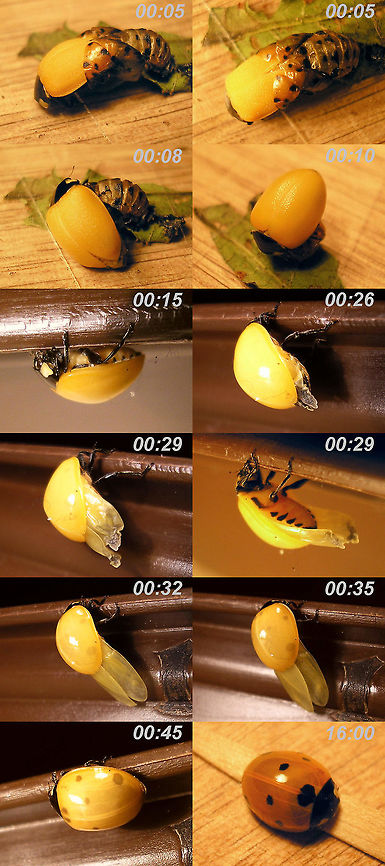 Coccinella septempunctata emerging from pupa Rather old series with old camera and horrible lighting ... for explanation with this image:<br />
<figure class="photo"><a href="https://www.jungledragon.com/image/54116/yellow_ladybug.html" title="Yellow Ladybug,"><img src="https://s3.amazonaws.com/media.jungledragon.com/images/3172/54116_thumb.JPG?AWSAccessKeyId=05GMT0V3GWVNE7GGM1R2&Expires=1769040010&Signature=Q0i08bFxUxXpLbjpY2dXlJitvC4%3D" width="200" height="134" alt="Yellow Ladybug,  Coccinellidae,Fall,Geotagged,India,Ladybug,Teneral,flying insects" /></a></figure> Coccinella,Coccinella septempunctata,Coccinellidae,Coccinellinae,Coleoptera,Eclosure,Emerging,Pupa,Teneral,nl: Zevenstippelig lieveheersbeestje