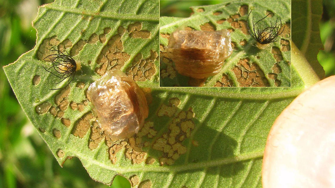 Mantodea ooth and Cassidinae larva While looking into the images of Aspidimorpha (Chrysomelidae: Cassidinae) on JD, I stumbled on some images of larvae that reminded me of some "structure" I had seen on one of my images from Java (Indonesia).<br />
Turns out I had this as "bycatch" on a few hasty images of the ootheca of some Mantodea that I saw on a patch where sugar cane and some other stuff (sweet potatoe?) was grown next to a sawa of friends near Kediri.<br />
So, the "hairy structure" next to the ooth should be the larva of some Cassidinae and probably some Aspidimorpha. Compare to the link below. Those (supposedly) show the larvae of Aspidimorpha sanctaecrucis and the images look uncannily similar. <br />
<a href="http://www.nbair.res.in/insectpests/Aspidimorpha-sanctaecrucis.php" rel="nofollow">http://www.nbair.res.in/insectpests/Aspidimorpha-sanctaecrucis.php</a><br />
However, there are some similar images on the internet too, that carry different names (such as Aspidimorpha maculatissima), so it's probably not possible to ID these (I couldn't find any scientific papers on this particular expression of the "garbage shield" carried by many Cassidinae).<br />
Very nearby I found an Aspidimorpha "miliaris"(?) with the pale grey-with-yellow-streaks base colour seen often on Java, but the larvae of miliaris seem to be quite different and would be carrying more of a "Hautmaske" (skin-mask/shield) as opposed to the "Kotmaske" (faeces-masl/shield) so the larvae is not likely to belong to that species.<br />
<a href="http://www.nbair.res.in/insectpests/Aspidimorpha-miliaris.php" rel="nofollow">http://www.nbair.res.in/insectpests/Aspidimorpha-miliaris.php</a><br />
<figure class="photo"><a href="https://www.jungledragon.com/image/54167/aspidimorpha_cf._miliaris_java.html" title="Aspidimorpha cf. miliaris Java"><img src="https://s3.amazonaws.com/media.jungledragon.com/images/3043/54167_thumb.jpg?AWSAccessKeyId=05GMT0V3GWVNE7GGM1R2&Expires=1759968010&Signature=y17wAyCrI1NUsga2cjG4LSWvN%2Bs%3D" width="200" height="150" alt="Aspidimorpha cf. miliaris Java At the time I was very unsure about this colour form actually being a proper miliaris, and the be honest I'm still not 100% sure ... Aspidimorpha,Aspidimorpha miliaris,Cassidinae,Chrysomelidae,Coleoptera,Geotagged,Indonesia,Tortoise Beetle" /></a></figure><br />
As for the ooth, the only Mantodea I saw nearby was some Creobroter, which may or may not indicate something about the ooth :o)<br />
<figure class="photo"><a href="https://www.jungledragon.com/image/54168/creobroter_cf._gemmatus.html" title="Creobroter cf. gemmatus"><img src="https://s3.amazonaws.com/media.jungledragon.com/images/3043/54168_thumb.JPG?AWSAccessKeyId=05GMT0V3GWVNE7GGM1R2&Expires=1759968010&Signature=r%2FSXlFk2%2BF0XZR7vGlMyzMTMoAQ%3D" width="200" height="150" alt="Creobroter cf. gemmatus To go with this image:<br />
https://www.jungledragon.com/image/54166/mantodea_ooth_and_cassidinae_larva.html Creobroter,Creobroter gemmatus,Geotagged,Hymenopodidae,Indonesia,Mantodea,Winter" /></a></figure> Aspidimorpha,Camouflage,Cassidinae,Chrysomelidae,Coleoptera,Geotagged,Indonesia,Kotmaske,Larva,Mantodea,Ootheca,Tortoise Beetle