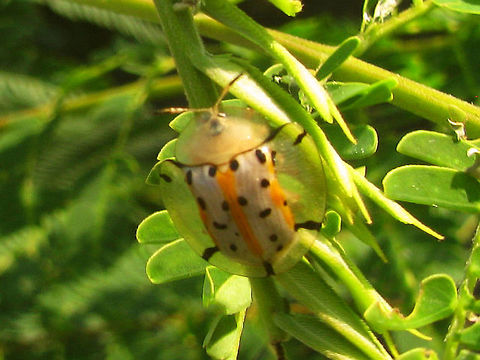 Aspidimorpha cf. miliaris Java At the time I was very unsure about this colour form actually being a proper miliaris, and the be honest I'm still not 100% sure ... Aspidimorpha,Aspidimorpha miliaris,Cassidinae,Chrysomelidae,Coleoptera,Geotagged,Indonesia,Tortoise Beetle