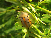 Aspidimorpha cf. miliaris Java At the time I was very unsure about this colour form actually being a proper miliaris, and the be honest I'm still not 100% sure ... Aspidimorpha,Aspidimorpha miliaris,Cassidinae,Chrysomelidae,Coleoptera,Geotagged,Indonesia,Tortoise Beetle