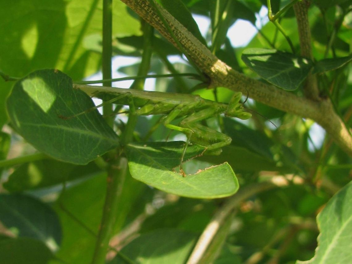 Creobroter cf. gemmatus To go with this image:<br />
<figure class="photo"><a href="https://www.jungledragon.com/image/54166/mantodea_ooth_and_cassidinae_larva.html" title="Mantodea ooth and Cassidinae larva"><img src="https://s3.amazonaws.com/media.jungledragon.com/images/3043/54166_thumb.jpg?AWSAccessKeyId=05GMT0V3GWVNE7GGM1R2&Expires=1767225610&Signature=sLY6nHixXC5X8RITLqc9eYIaIUg%3D" width="200" height="114" alt="Mantodea ooth and Cassidinae larva While looking into the images of Aspidimorpha (Chrysomelidae: Cassidinae) on JD, I stumbled on some images of larvae that reminded me of some &quot;structure&quot; I had seen on one of my images from Java (Indonesia).<br />
Turns out I had this as &quot;bycatch&quot; on a few hasty images of the ootheca of some Mantodea that I saw on a patch where sugar cane and some other stuff (sweet potatoe?) was grown next to a sawa of friends near Kediri.<br />
So, the &quot;hairy structure&quot; next to the ooth should be the larva of some Cassidinae and probably some Aspidimorpha. Compare to the link below. Those (supposedly) show the larvae of Aspidimorpha sanctaecrucis and the images look uncannily similar. <br />
http://www.nbair.res.in/insectpests/Aspidimorpha-sanctaecrucis.php<br />
However, there are some similar images on the internet too, that carry different names (such as Aspidimorpha maculatissima), so it&#039;s probably not possible to ID these (I couldn&#039;t find any scientific papers on this particular expression of the &quot;garbage shield&quot; carried by many Cassidinae).<br />
Very nearby I found an Aspidimorpha &quot;miliaris&quot;(?) with the pale grey-with-yellow-streaks base colour seen often on Java, but the larvae of miliaris seem to be quite different and would be carrying more of a &quot;Hautmaske&quot; (skin-mask/shield) as opposed to the &quot;Kotmaske&quot; (faeces-masl/shield) so the larvae is not likely to belong to that species.<br />
http://www.nbair.res.in/insectpests/Aspidimorpha-miliaris.php<br />
https://www.jungledragon.com/image/54167/aspidimorpha_cf._miliaris_java.html<br />
As for the ooth, the only Mantodea I saw nearby was some Creobroter, which may or may not indicate something about the ooth :o)<br />
https://www.jungledragon.com/image/54168/creobroter_cf_gemmatus.html Aspidimorpha,Camouflage,Cassidinae,Chrysomelidae,Coleoptera,Geotagged,Indonesia,Kotmaske,Larva,Mantodea,Ootheca,Tortoise Beetle" /></a></figure> Creobroter,Creobroter gemmatus,Geotagged,Hymenopodidae,Indonesia,Mantodea,Winter