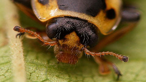 Hippodamia tredecimpunctata - portrait Mugshot of this beetle:
https://www.jungledragon.com/image/54170/hippodamia_tredecimpunctata_-_somewhat_teneral-pale.html Coccinellidae,Coccinellinae,Coleoptera,Hippodamia,Hippodamia tredecimpunctata,Ladybird,Teneral,Thirteen-spotted lady beetle,nl: Dertienstippelig lieveheersbeestje