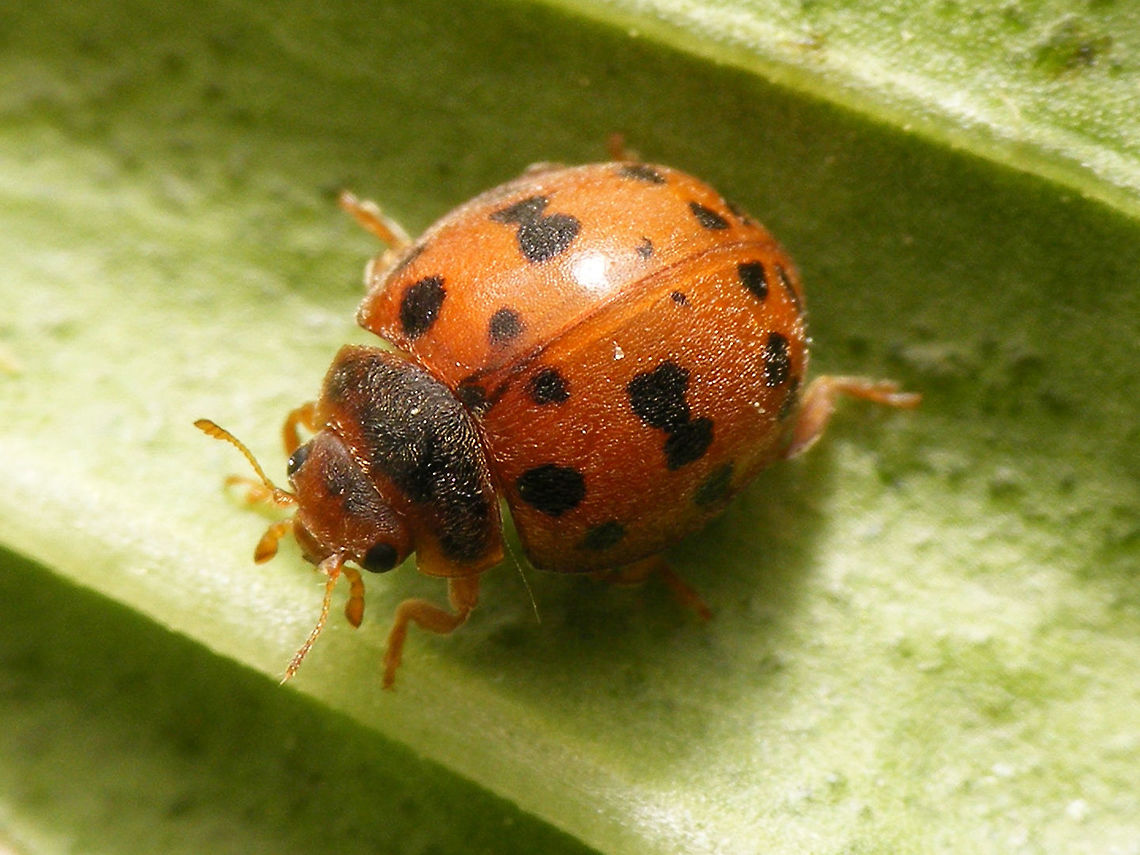 24-spot Ladybird - spotted  24-spot Ladybird,Coccinellidae,Coleoptera,Epilachninae,Subcoccinella,Subcoccinella vigintiquatuorpunctata,nl: Vierentwintigstippelig lieveheersbeestje