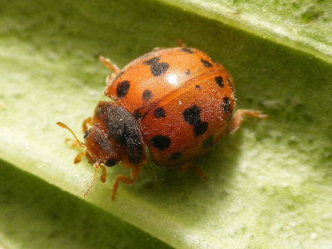 24-spot Ladybird - spotted  24-spot Ladybird,Coccinellidae,Coleoptera,Epilachninae,Subcoccinella,Subcoccinella vigintiquatuorpunctata,nl: Vierentwintigstippelig lieveheersbeestje