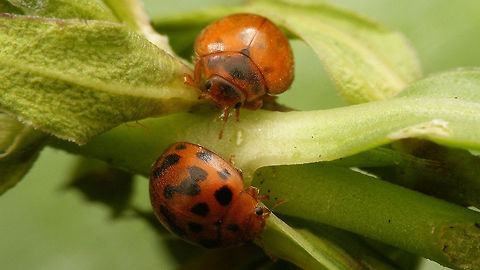 24-spot Ladybird - Two variants  24-spot Ladybird,Coccinellidae,Coleoptera,Epilachninae,Jane's garden,Subcoccinella,Subcoccinella vigintiquatuorpunctata,nl: Vierentwintigstippelig lieveheersbeestje