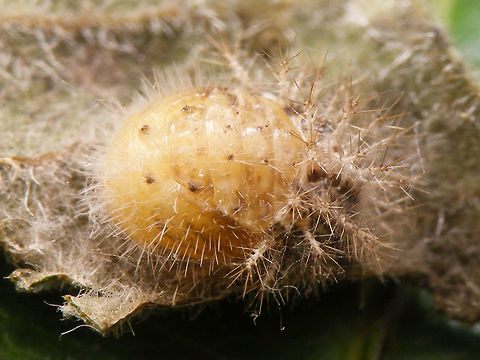 24-spot Ladybird - Pupa  24-spot Ladybird,Coccinellidae,Coleoptera,Epilachninae,Jane's garden,Pupa,Subcoccinella,Subcoccinella vigintiquatuorpunctata,nl: Vierentwintigstippelig lieveheersbeestje