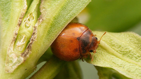 24-spot Ladybird - unspotted  24-spot Ladybird,Coccinellidae,Coleoptera,Epilachninae,Jane's garden,Subcoccinella,Subcoccinella vigintiquatuorpunctata,nl: Vierentwintigstippelig lieveheersbeestje