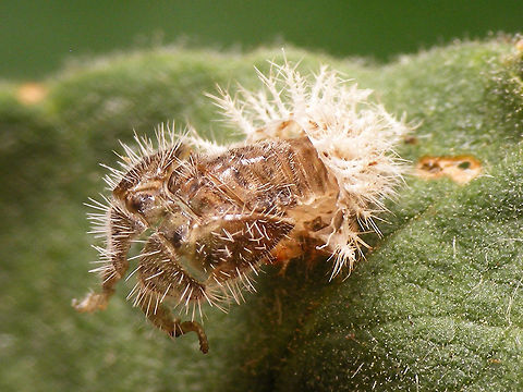 24-spot Ladybird - Exuviae  24-spot Ladybird,Coccinellidae,Coleoptera,Epilachninae,Exuviae,Jane's garden,Subcoccinella,Subcoccinella vigintiquatuorpunctata,nl: Vierentwintigstippelig lieveheersbeestje